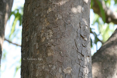 Mischodon zeylanicus